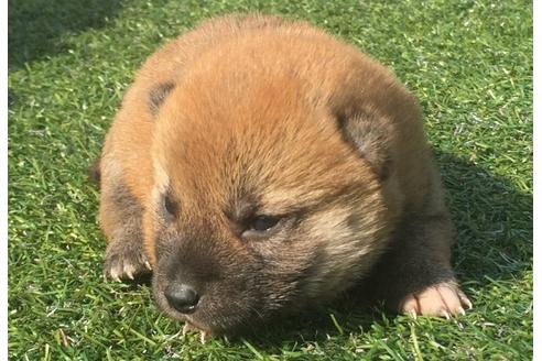 成約済の長崎県の柴犬-30578の4枚目