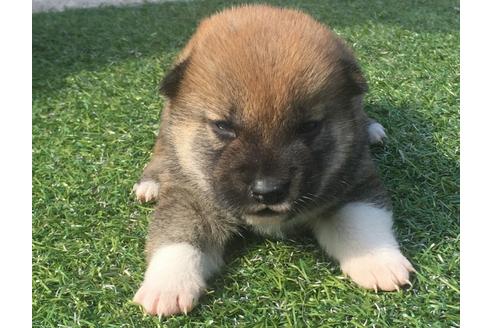 成約済の長崎県の柴犬-30581の1枚目