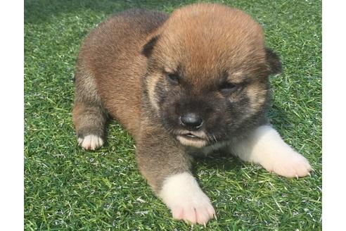 成約済の長崎県の柴犬-30581の2枚目