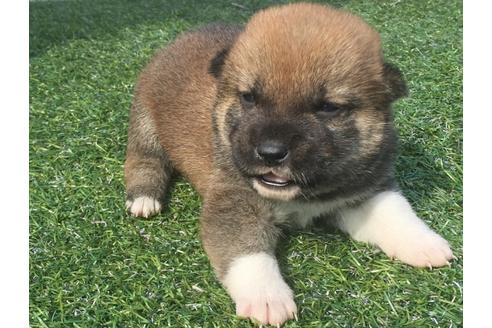 成約済の長崎県の柴犬-30581の3枚目