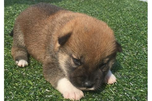 成約済の長崎県の柴犬-30581の4枚目