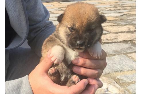 成約済の長崎県の柴犬-30581の5枚目
