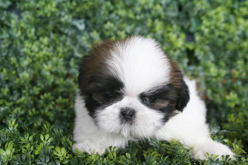 成約済の京都府のシーズー-30592の3枚目