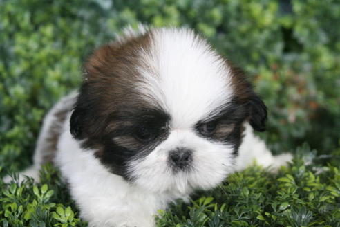 成約済の京都府のシーズー-30592の2枚目