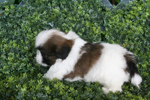 成約済の京都府のシーズー-30592の1枚目