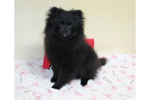 成約済の埼玉県のポメラニアン-28878の5枚目