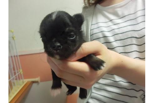 成約済の福岡県のチワワ-30628の4枚目