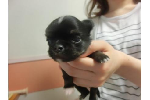 成約済の福岡県のチワワ-30628の1枚目