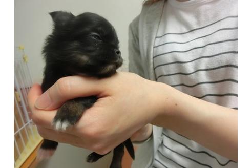 成約済の福岡県のチワワ-30628の2枚目