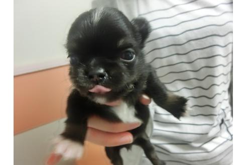 成約済の福岡県のチワワ-30628の3枚目