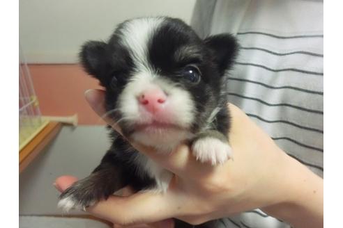 成約済の福岡県のチワワ-30629の2枚目