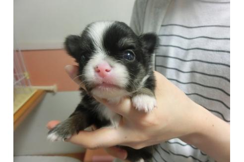 成約済の福岡県のチワワ-30629の3枚目