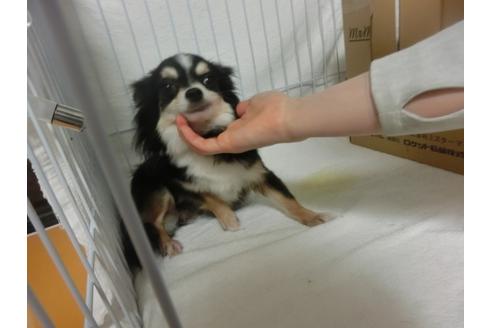 成約済の福岡県のチワワ-30629の1枚目