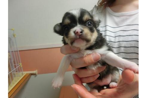 成約済の福岡県のチワワ-30631の3枚目