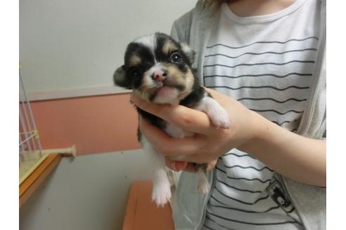 成約済の福岡県のチワワ-30631の4枚目