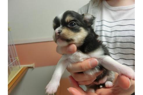 成約済の福岡県のチワワ-30631の1枚目
