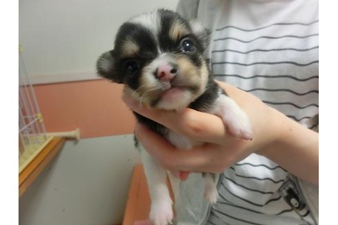 成約済の福岡県のチワワ-30631の2枚目