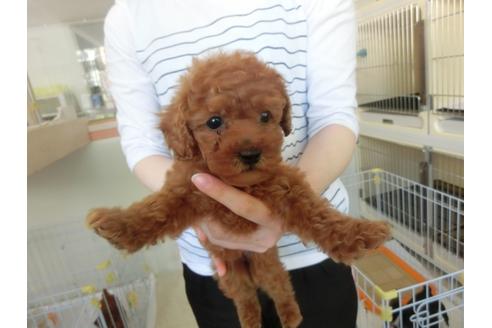 成約済の福岡県のトイプードル-30632の1枚目