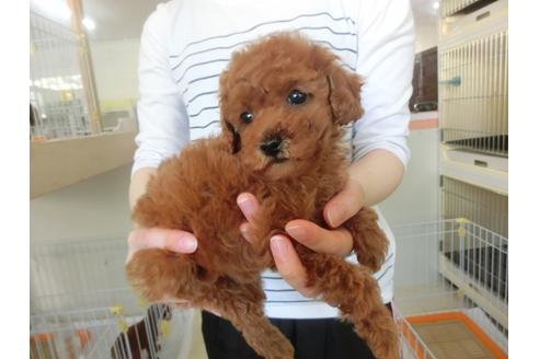 成約済の福岡県のトイプードル-30632の2枚目