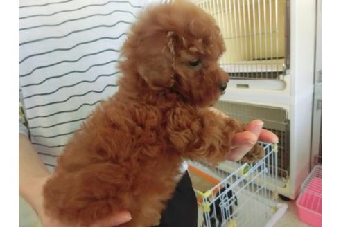 成約済の福岡県のトイプードル-30632の3枚目