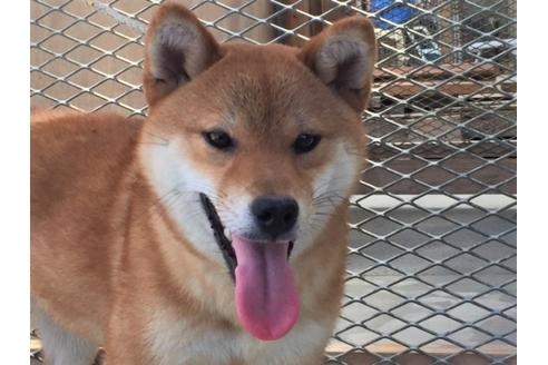 成約済の愛知県の柴犬-30639の2枚目