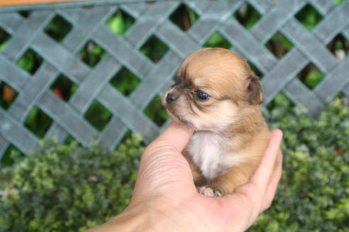 成約済の京都府のチワワ(ロングコート)-30640の5枚目