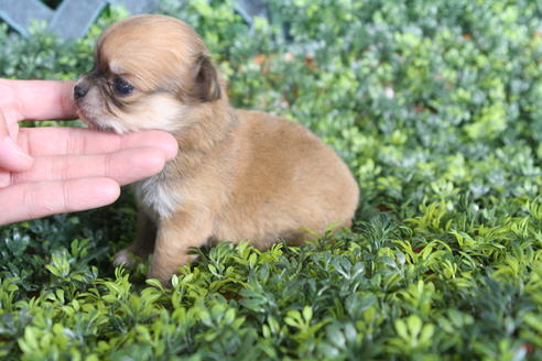 成約済の京都府のチワワ(ロングコート)-30640の4枚目