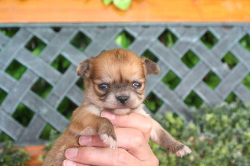 成約済の京都府のチワワ(ロングコート)-30640の3枚目