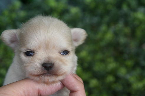 成約済の京都府のチワワ(ロングコート)-30641の4枚目