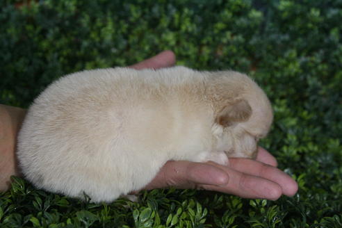 成約済の京都府のチワワ(ロングコート)-30641の2枚目