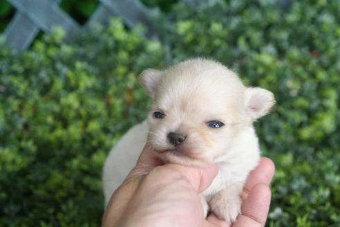 成約済の京都府のチワワ(ロングコート)-30641の1枚目