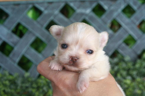 成約済の京都府のチワワ(ロングコート)-30642の4枚目