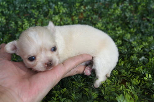 成約済の京都府のチワワ(ロングコート)-30642の3枚目