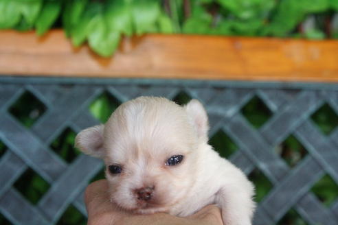 成約済の京都府のチワワ(ロングコート)-30642の2枚目