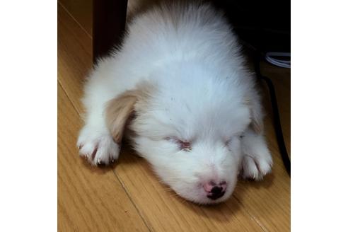 成約済の東京都のボーダーコリー-30378の1枚目