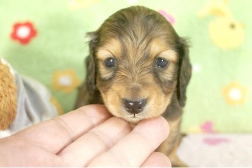 成約済の兵庫県のミニチュアダックスフンド-30654の3枚目