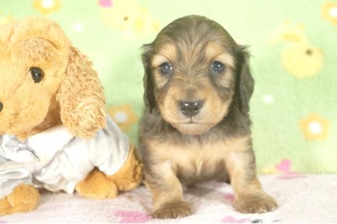 成約済の兵庫県のミニチュアダックスフンド-30654の4枚目