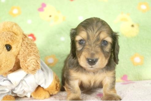 成約済の兵庫県のミニチュアダックスフンド-30654の1枚目