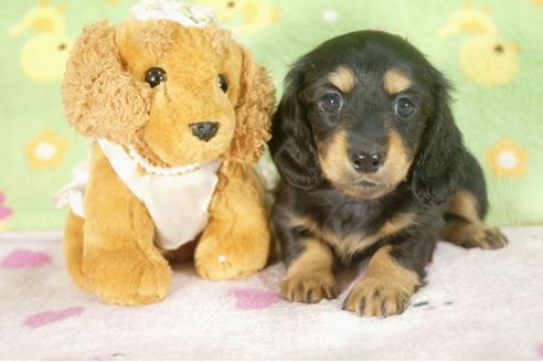 成約済の兵庫県のミニチュアダックスフンド-30655の1枚目