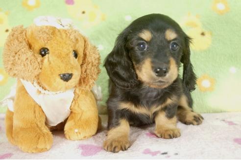 成約済の兵庫県のミニチュアダックスフンド-30655の2枚目