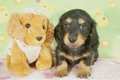 成約済の兵庫県のミニチュアダックスフンド-30655の3枚目