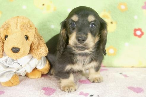 成約済の兵庫県のミニチュアダックスフンド-30656の1枚目