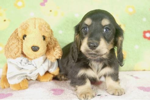 成約済の兵庫県のミニチュアダックスフンド-30656の2枚目