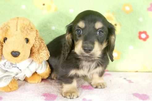 成約済の兵庫県のミニチュアダックスフンド-30656の3枚目