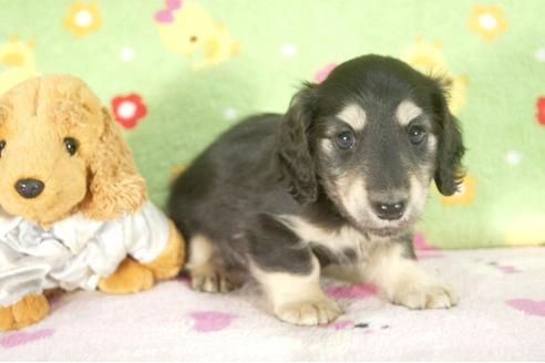 成約済の兵庫県のミニチュアダックスフンド-30657の3枚目