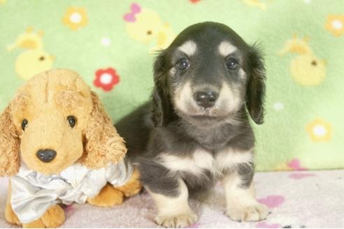 成約済の兵庫県のミニチュアダックスフンド-30657の4枚目