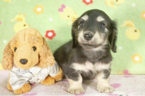 成約済の兵庫県のミニチュアダックスフンド-30657の1枚目