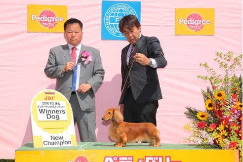 成約済の兵庫県のミニチュアダックスフンド-30657の2枚目