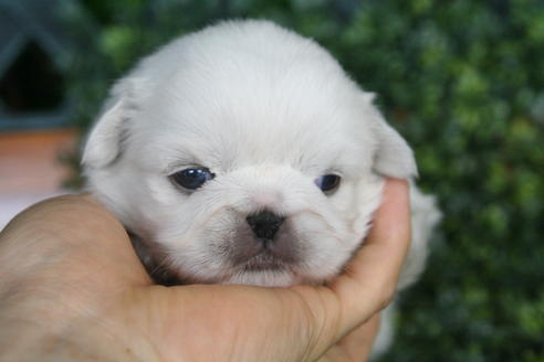 成約済の京都府のペキニーズ-30663の3枚目