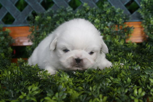 成約済の京都府のペキニーズ-30663の2枚目